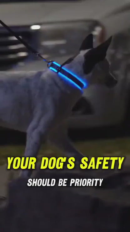 Luminous Dog Collar